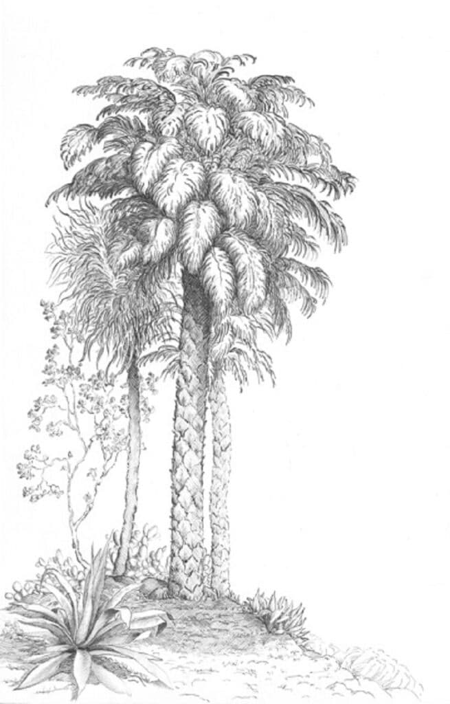 Le palmier, version gris anthracite