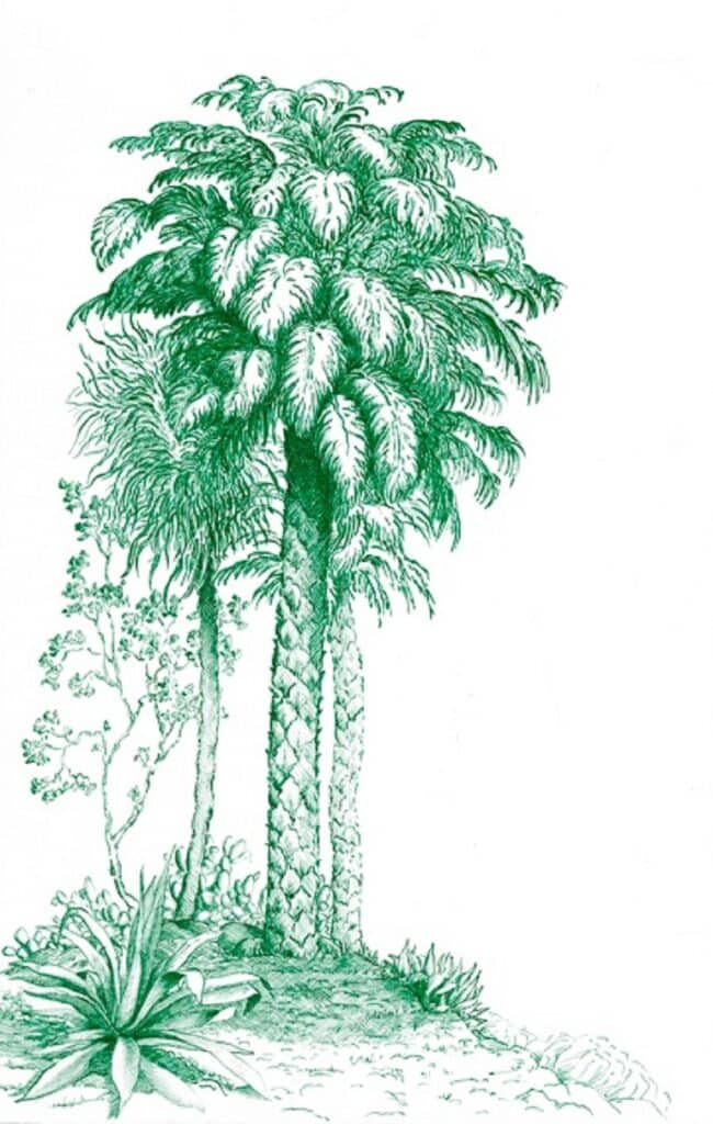 natier palmier vert émeraude